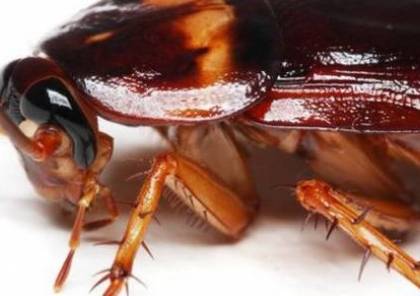 دراسة تكشف عن حشرة منزلية "مستحيل قتلها"