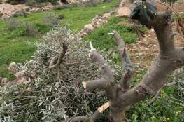 مستوطنون يقطعون عشرات أشجار الكرمة والزيتون في الخضر