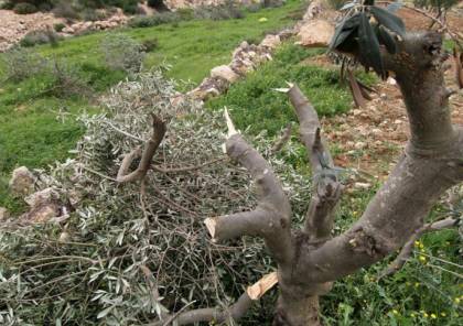مستوطنون يقطعون عشرات أشجار الكرمة والزيتون في الخضر
