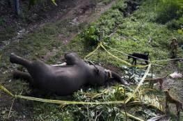 اعدام فيل في الهند بعد ان قتل 15 شخصا