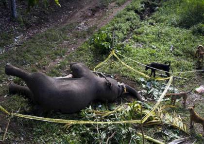 اعدام فيل في الهند بعد ان قتل 15 شخصا