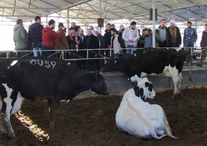 التشريعي يؤيد إعدام الزراعة لأبقار هزيلة في غزة
