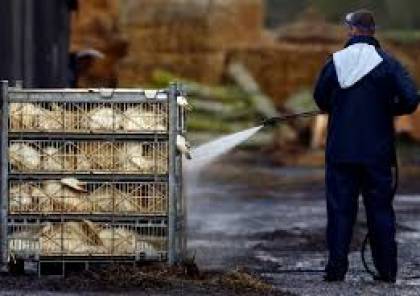 فرنسا:اعدام 400 ألف بطة بسبب تفشي فيروس انفلوزا الطيرور بسرعة خيالية