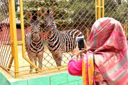 اقفال حديقة الحيوانات في باكستان والسبب ؟!