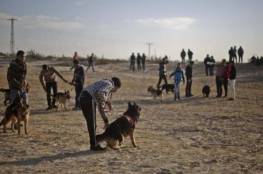 غزة.. قرار بمنع اصطحاب الكلاب للأماكن العامة وشاطئ البحر