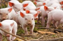 بعد كورونا..اكتشاف اصابات "بحمى الخنازير الافريقية" في الصين