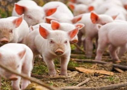 بعد كورونا..اكتشاف اصابات "بحمى الخنازير الافريقية" في الصين