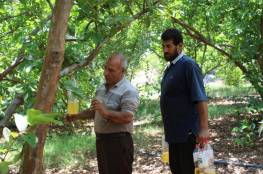 حملة بغزة لمكافحة ذبابة الفاكهة باستخدام المصائد الفرمونية