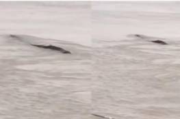 فيديو.. الصين،، اكتشاف "وحش مائي" ضخم