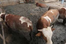"الزراعة": تطعيم 200 ألف رأس من الأغنام والأبقار لمنع انتشار الحمى القلاعية