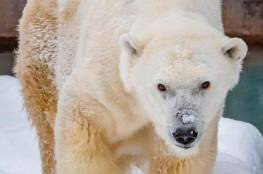 ظهور نادر لدب قطبي جنوب كندا