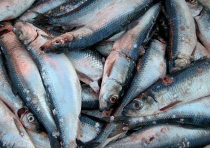 ضبط 50 كيلو من السمك الفاسد في غزة