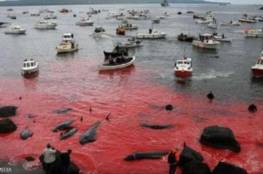اليابان تقتل 177 حوتا في المحيط