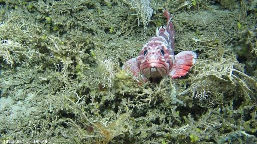 سمكة مكتشفة في أعماق المحيط قرب بريطانيا
