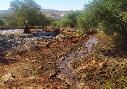 المستوطنون يغرقون حقول الزيتون والمشمش في سبسطية بالمياه العادمة