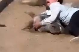 مشهد مؤثر.. أصغر فارسة في كردستان تبكي بحرقة على موت حصانها (فيديو)