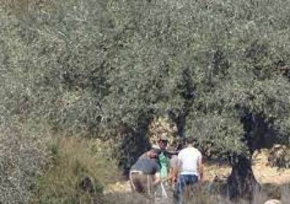 مستوطنون يسرقون ثمار الزيتون في يانون جنوب نابلس