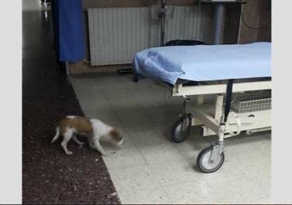 فيديو: كلب في طوارئ مستشفى رفيديا والصحة "مدبرة