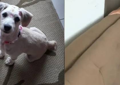 برازيلية تعثر على كلب محبوس داخل أريكة مستعملة اشترتها أونلاين
