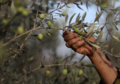 وزير الزراعة: إنتاج الزيتون هذا العام في فلسطين سيشهد تراجعا كبيرا