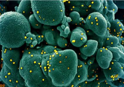 العلماء يحددون "السوبر ناقل" لفيروس كورونا