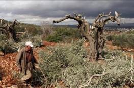 الاحتلال يُجرف أراضٍ ويقتلع عشرات الأشجار في بيت لحم