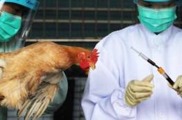 الحكومة البريطانية تعلن اكتشاف بؤرة لإنفلونزا الطيور