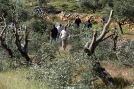 مستوطنون يقتلعون 300 شجرة زيتون ولوزيات شرق يطا