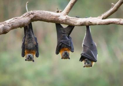 اكتشاف خطر الخفافيش على حياة البشر!