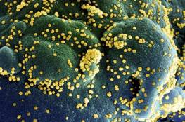 العلماء يكتشون كيف يقتل فيروس كورونا الخلايا البشرية