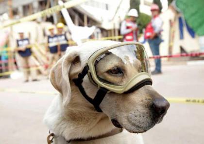 "كلبة" تسطر بطولات في إنقاذ ضحايا الكوارث