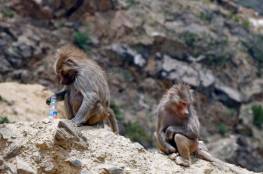 فيديو.. قطعان من القردة تثير قلق سكان منطقة في السعودية