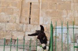 القدس: مستوطن يعلق رأس حمار على أحد قبور "باب الرحمة" 