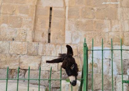 القدس: مستوطن يعلق رأس حمار على أحد قبور "باب الرحمة" 