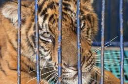 "تجارة القسوة".. تقرير يكشف معاناة الأسود والنمور قبل قتلها