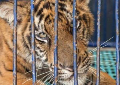 "تجارة القسوة".. تقرير يكشف معاناة الأسود والنمور قبل قتلها