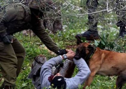الأسرى: جنود الاحتلال تعمدوا ترك كلب بوليسي ينهش رقبة فتى قاصر خلال الاعتقال