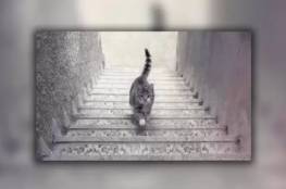 يصعد أم يهبط؟ صورة القط المحيرة تحدد مدى ذكائك