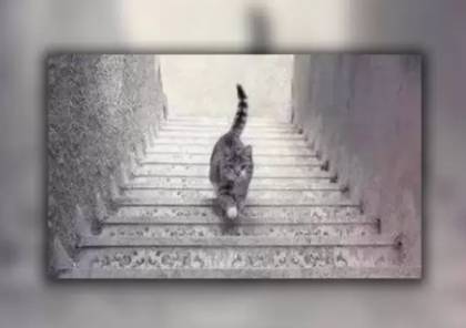 يصعد أم يهبط؟ صورة القط المحيرة تحدد مدى ذكائك