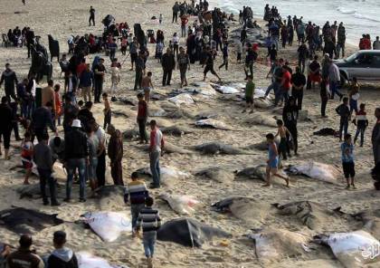 صور: أسماك "الوطواط " تملأ شباك صيادي غزة وسط فرحة الاهالي