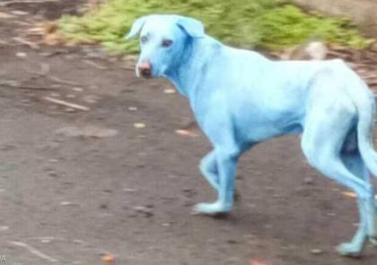 كلاب زرقاء تظهر في الهند!