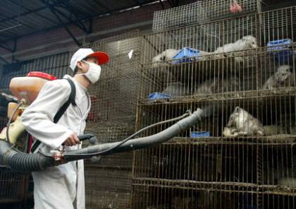 وكالة :الصحة العالمية تربط ظهور كورونا بتجارة الحيوانات في الصين