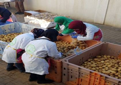 البدء بتصدير الشحنة الأولى من البطاطس الصناعية من القطاع الى دولة الكويت 