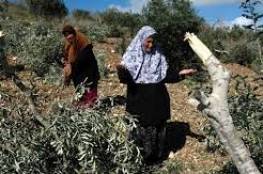 الاحتلال يقتلع عشرات أشجار الزيتون في الأغوار