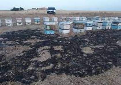 مستوطن يحرق 20 خلية نحل لمواطن في خربة زنوتا جنوب الخليل