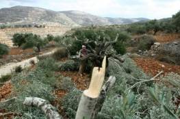المستوطنون يستهدفون مئات الأشجار في أراضي بيت لحم