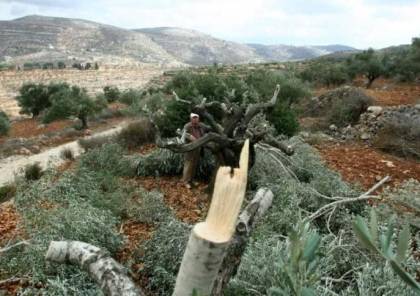 المستوطنون يستهدفون مئات الأشجار في أراضي بيت لحم