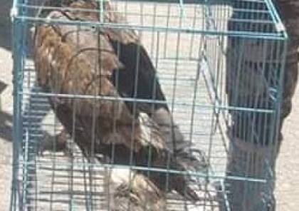 طائر "صقر الثعابين" في قبضة سلطة البيئة بعد ضبطه في نابلس