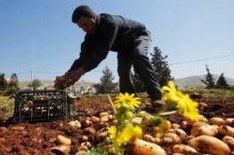 زراعة غزة تطمئن بتوفر المنتجات الزراعية واستقرار أسعارها