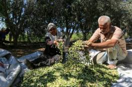 زراعة غزّة تُعلن عن موعد بدء قطف ثمار الزيتون